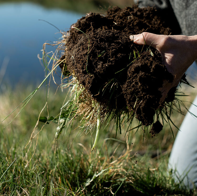 Regenerative Farming: Honoring the Land, the Animals, and the Future