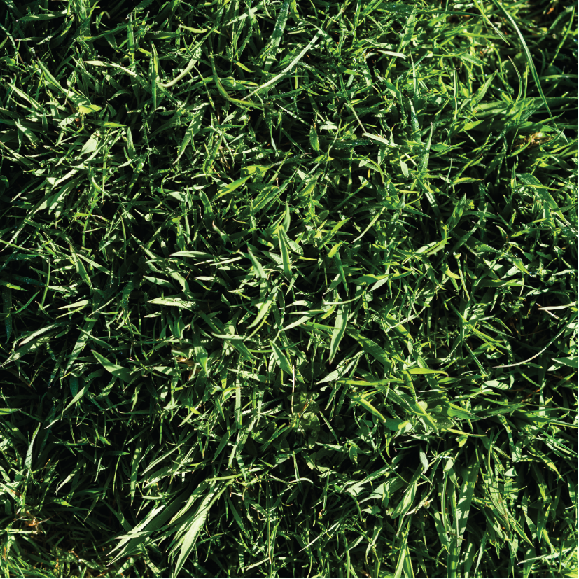How Grass-Fed Meat Affects the Planet