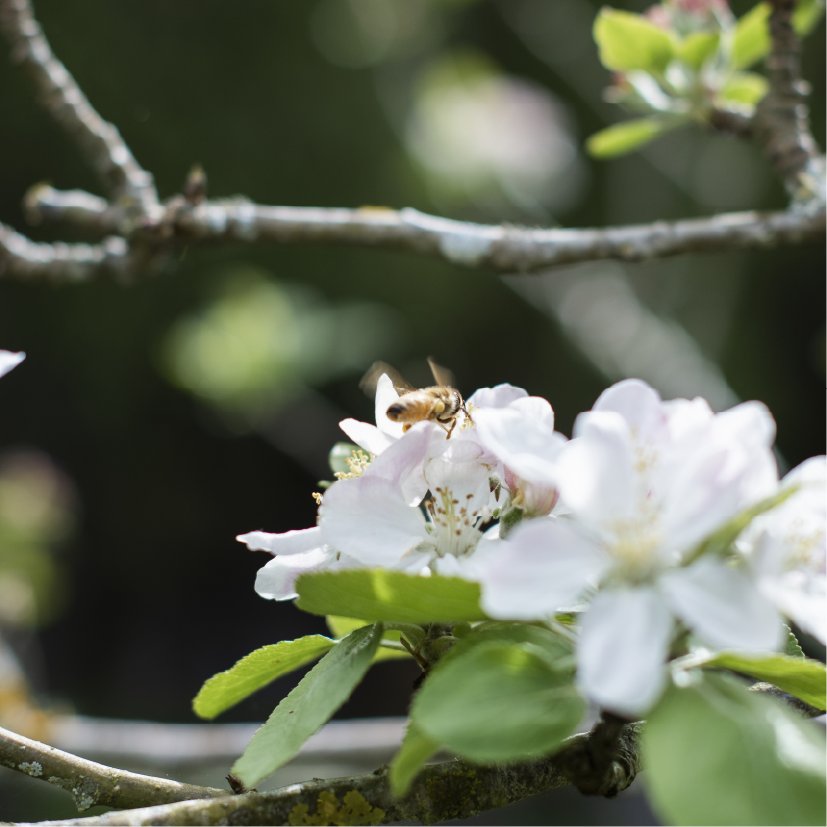 How Nature Helps Us Farm Better