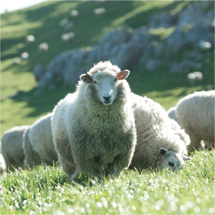 Is Regeneratively Farmed Meat Better for the Environment?