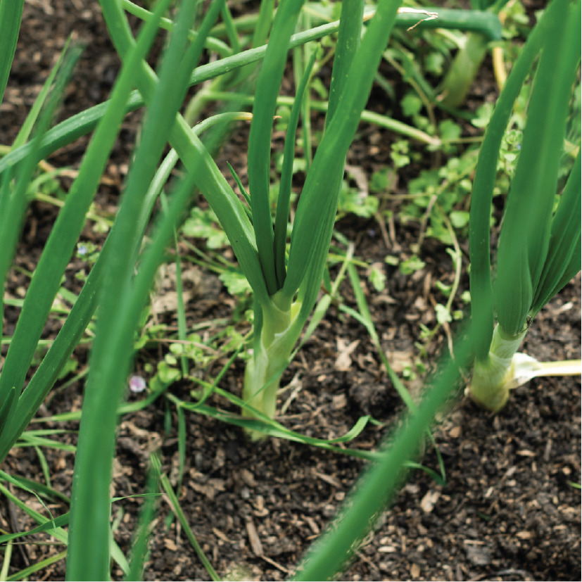 What Is Carbon Sequestration and Why Does It Matter?