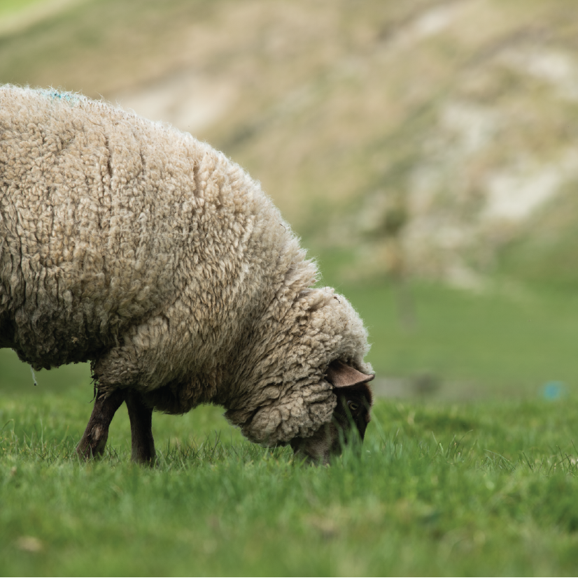 What “Pasture-Raised” Actually Means