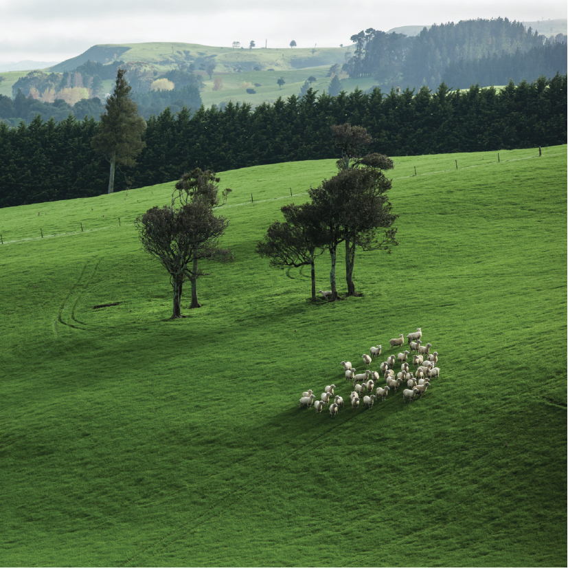 Why Open Pastures Make a Difference