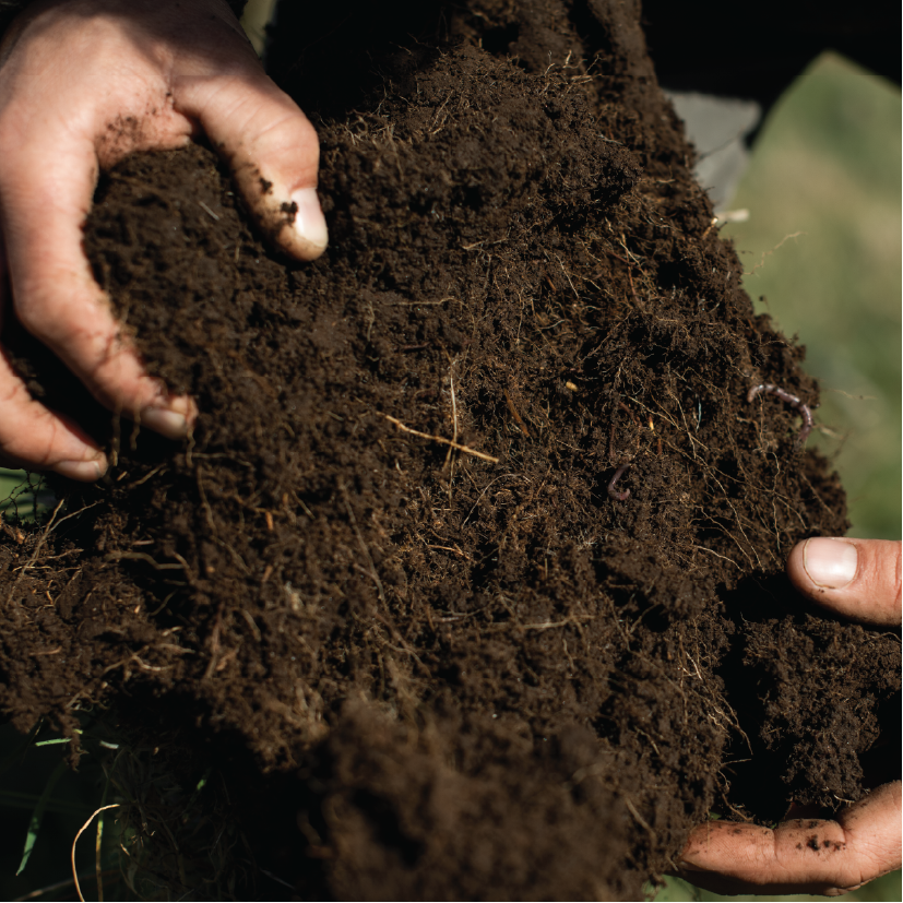 Why Soil Health Matters More Than You Think