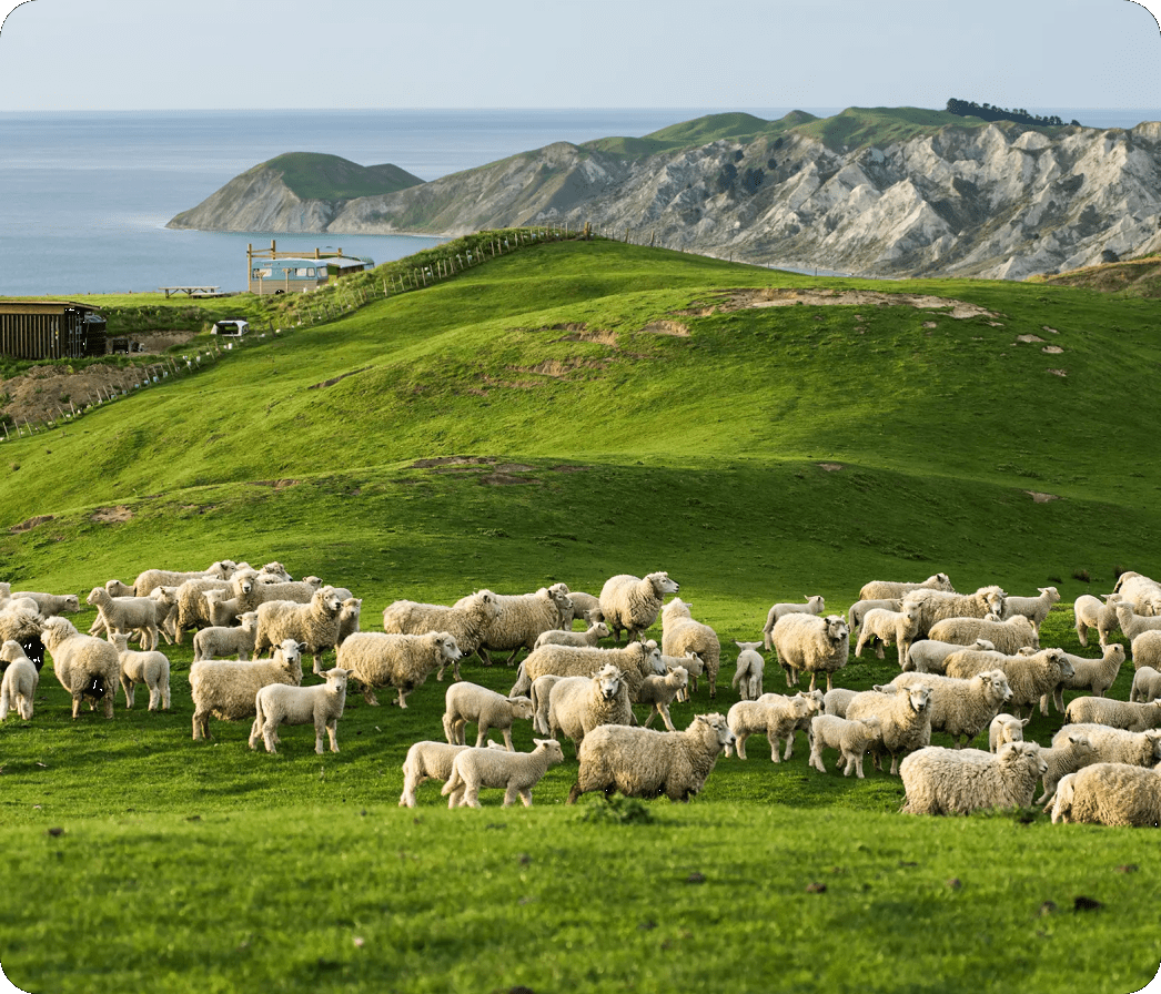 How New Zealand’s Farmers Are Leading the World in Sustainability